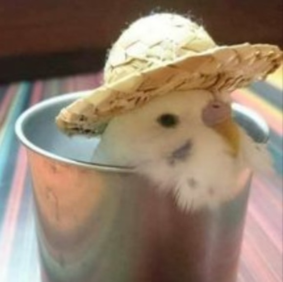 Meet your Posher, Makayla - Picture 1 of 1